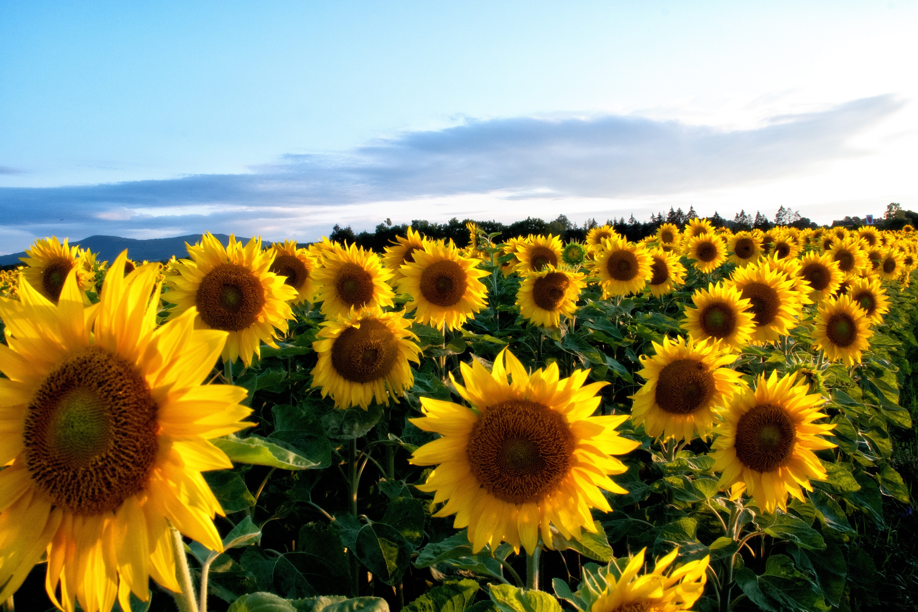 Nutrient demand of sunflower image