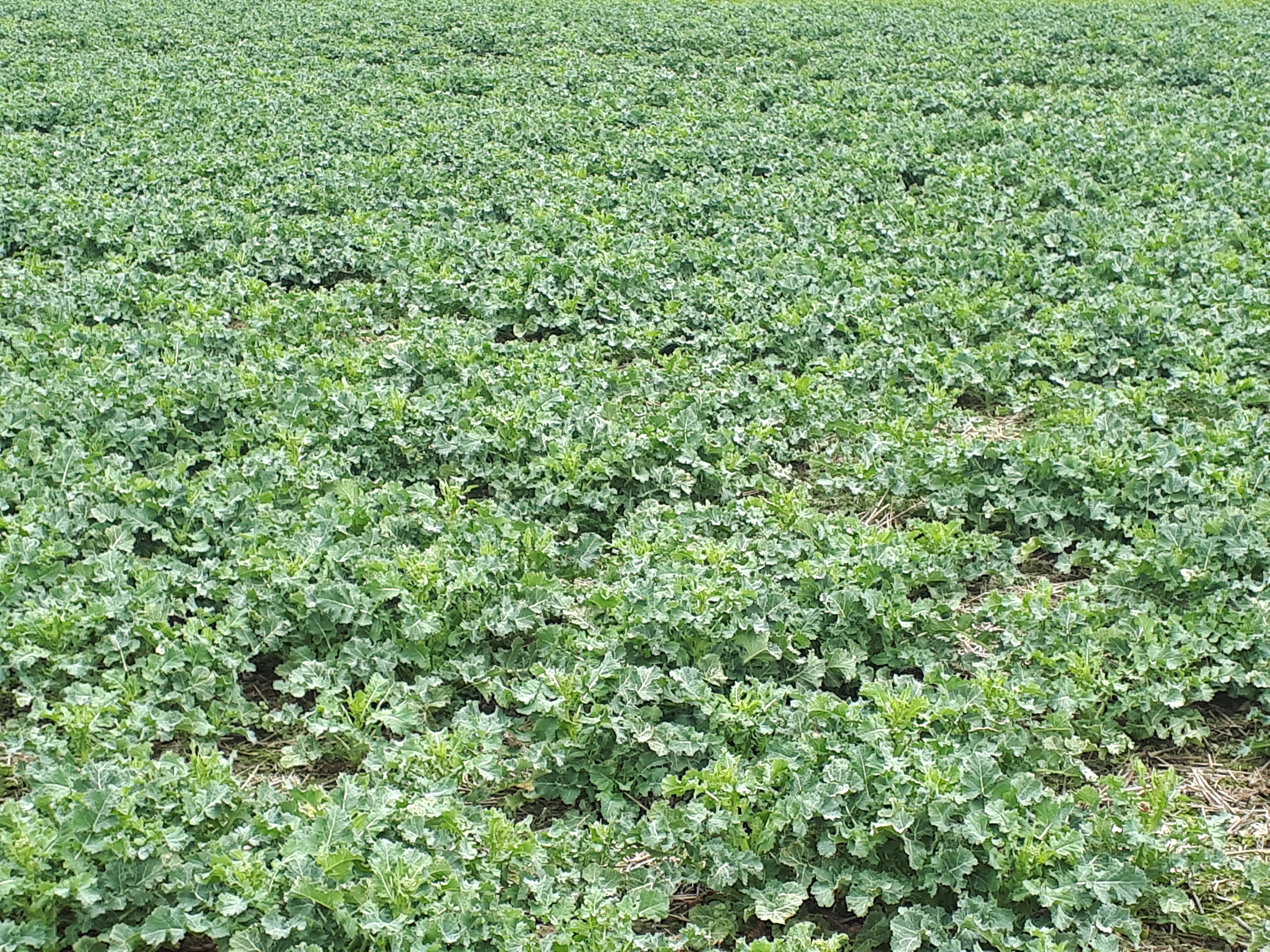 Rape - a crop with high nitrogen demand after wintering image
