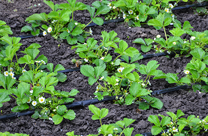 Fertirrigation : la fertilisation par irrigation est une alternative image