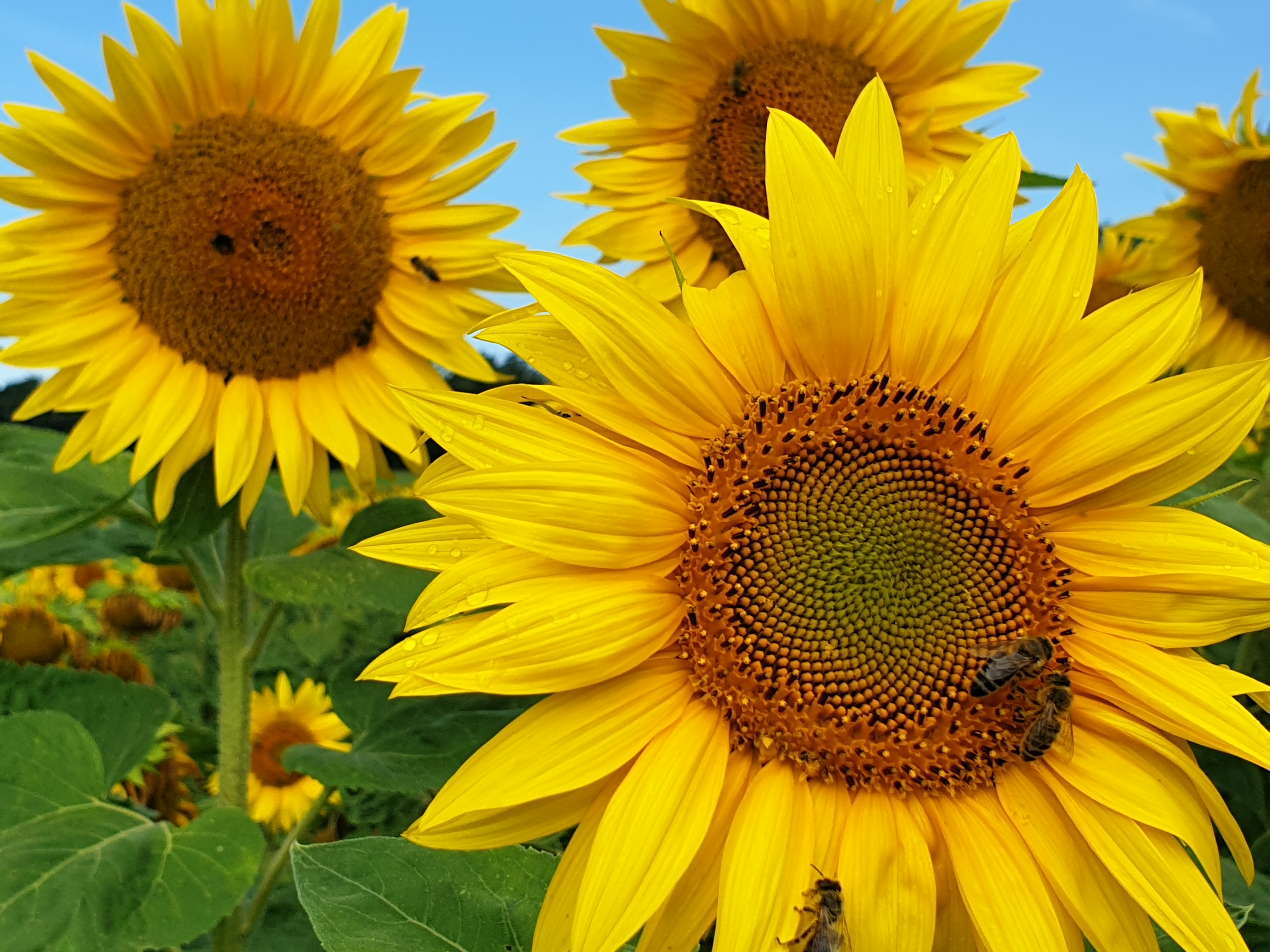 Floarea soarelui - Fertilizarea asigură un start bun culturii  image