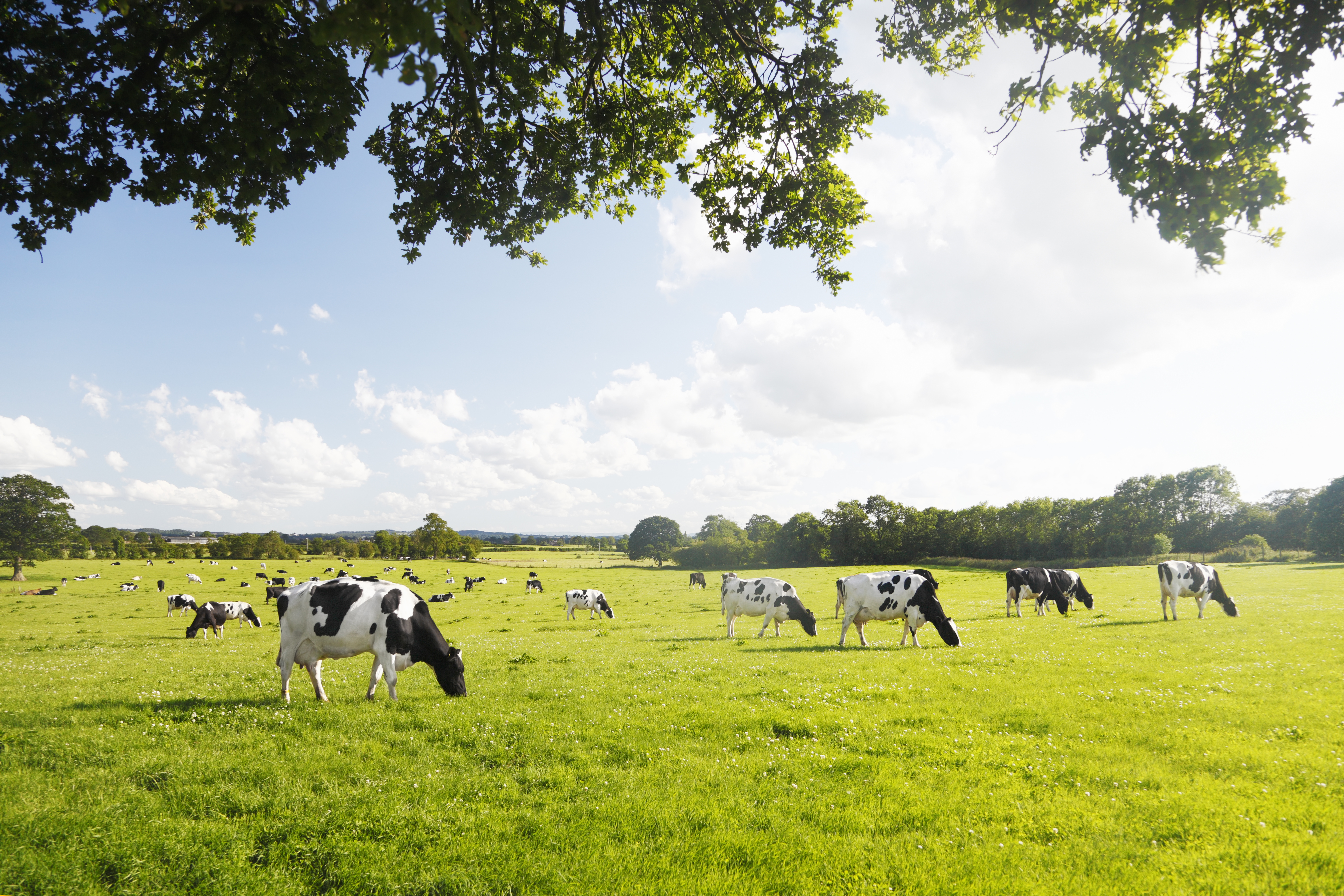 grassland image