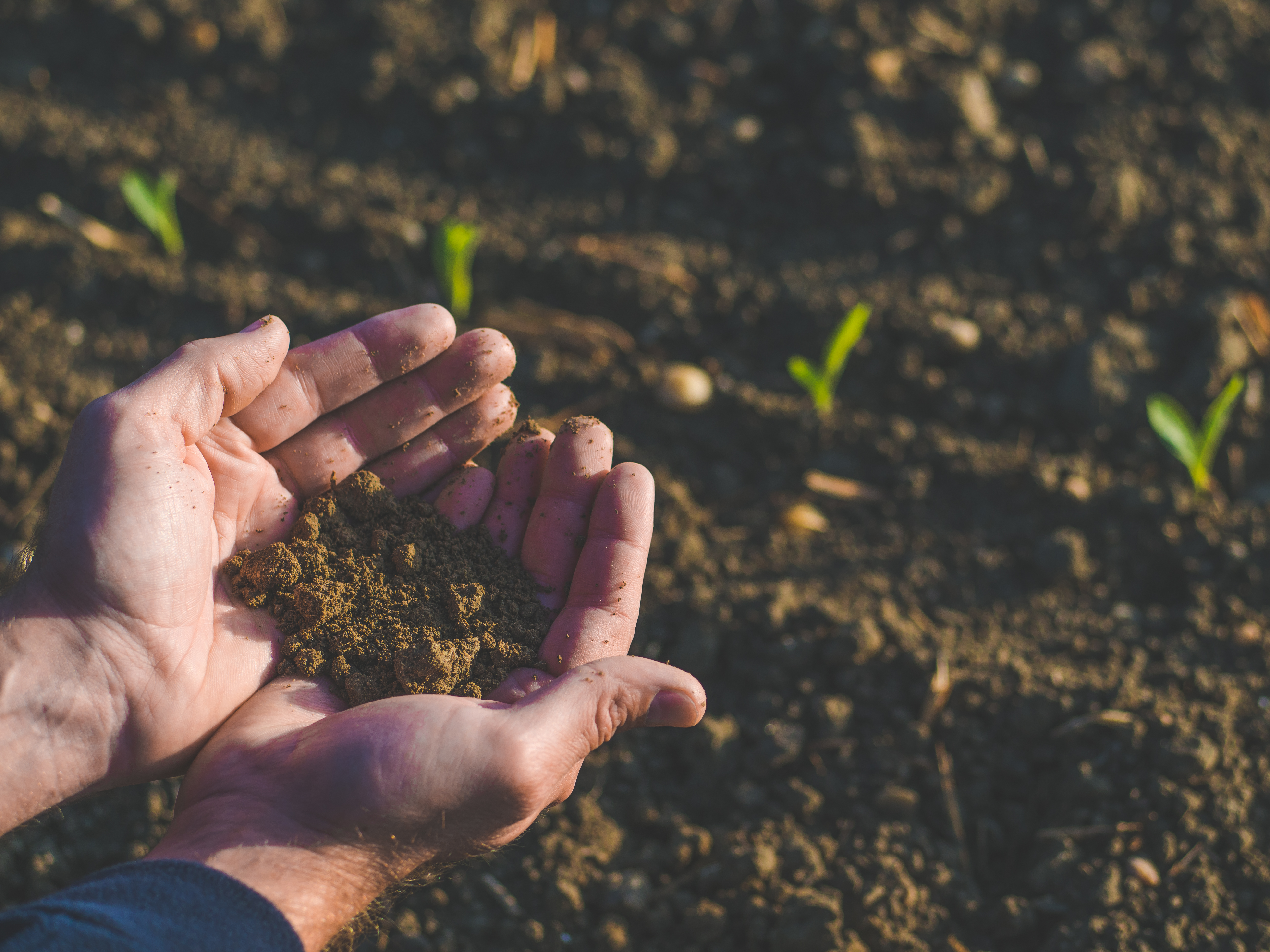 Replenishing N levels in your soil image