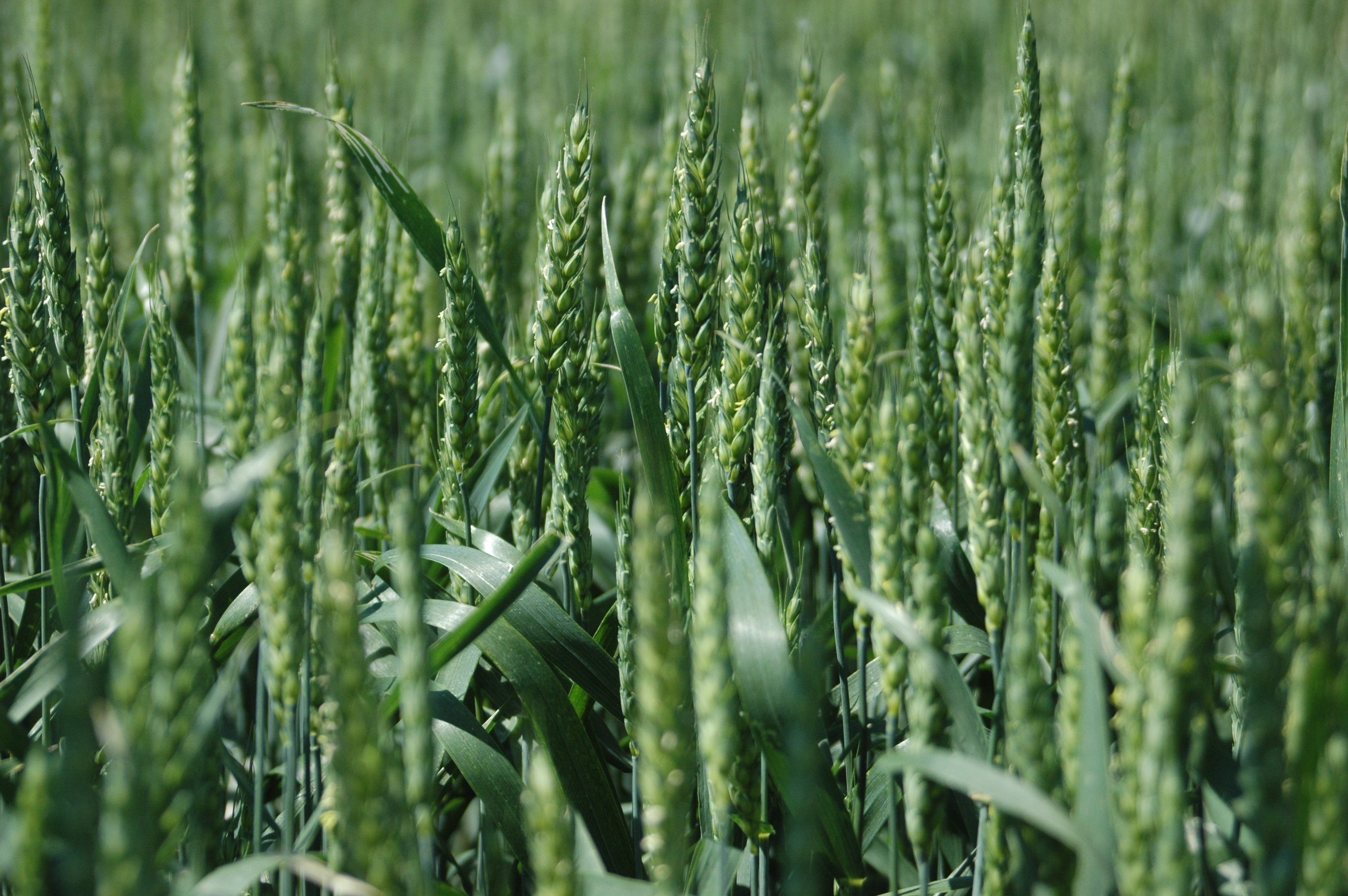 Резултати от полски опити в пшеница image