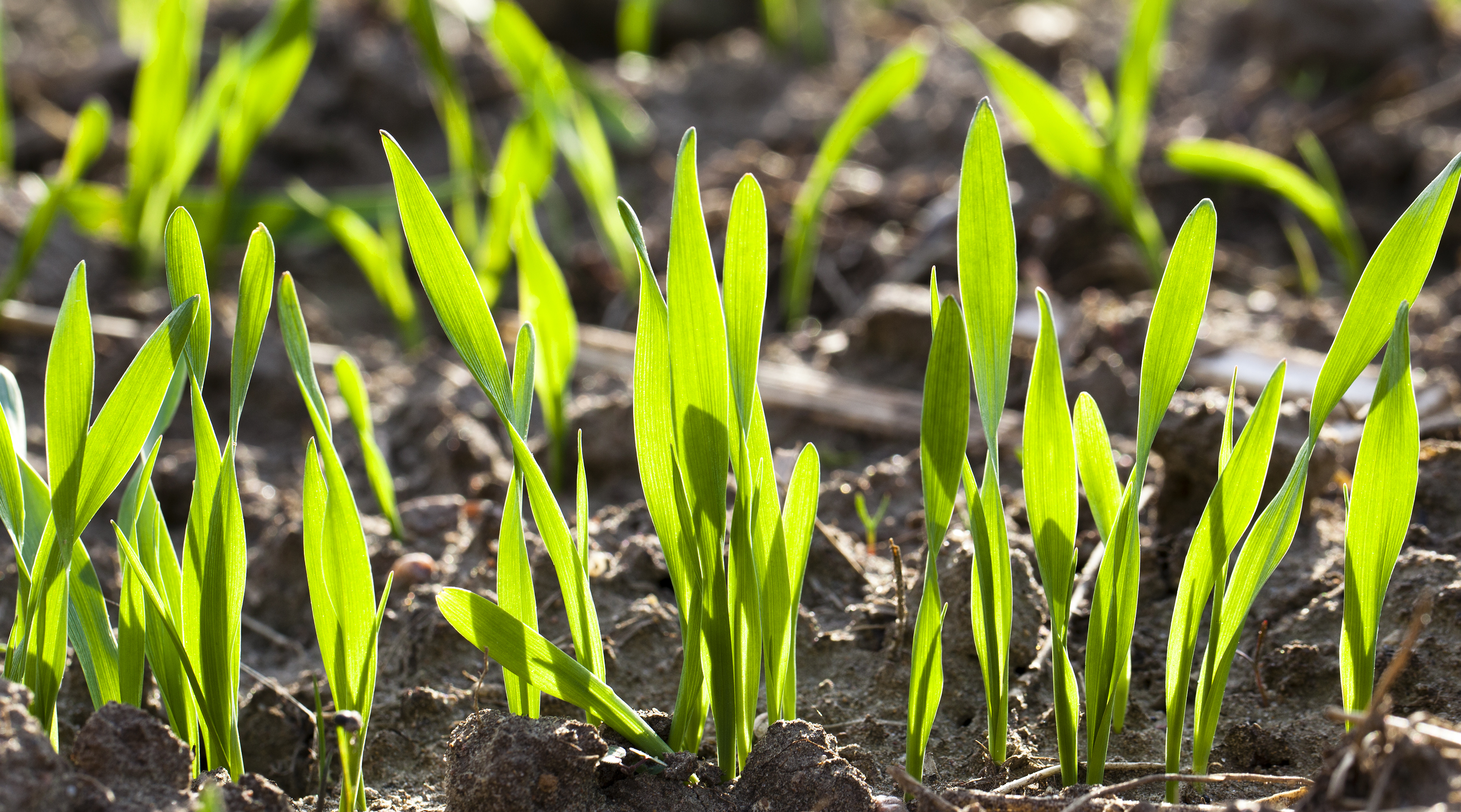 First N-fertilization at the beginning of growth image