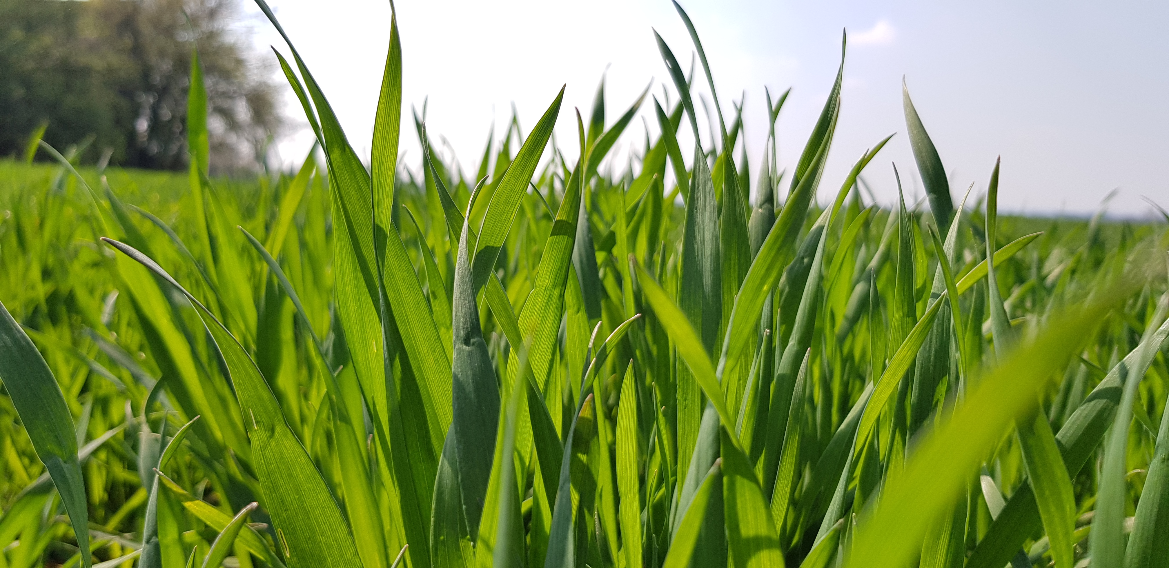 Wheat: it is time to supply further nitrogen amounts image