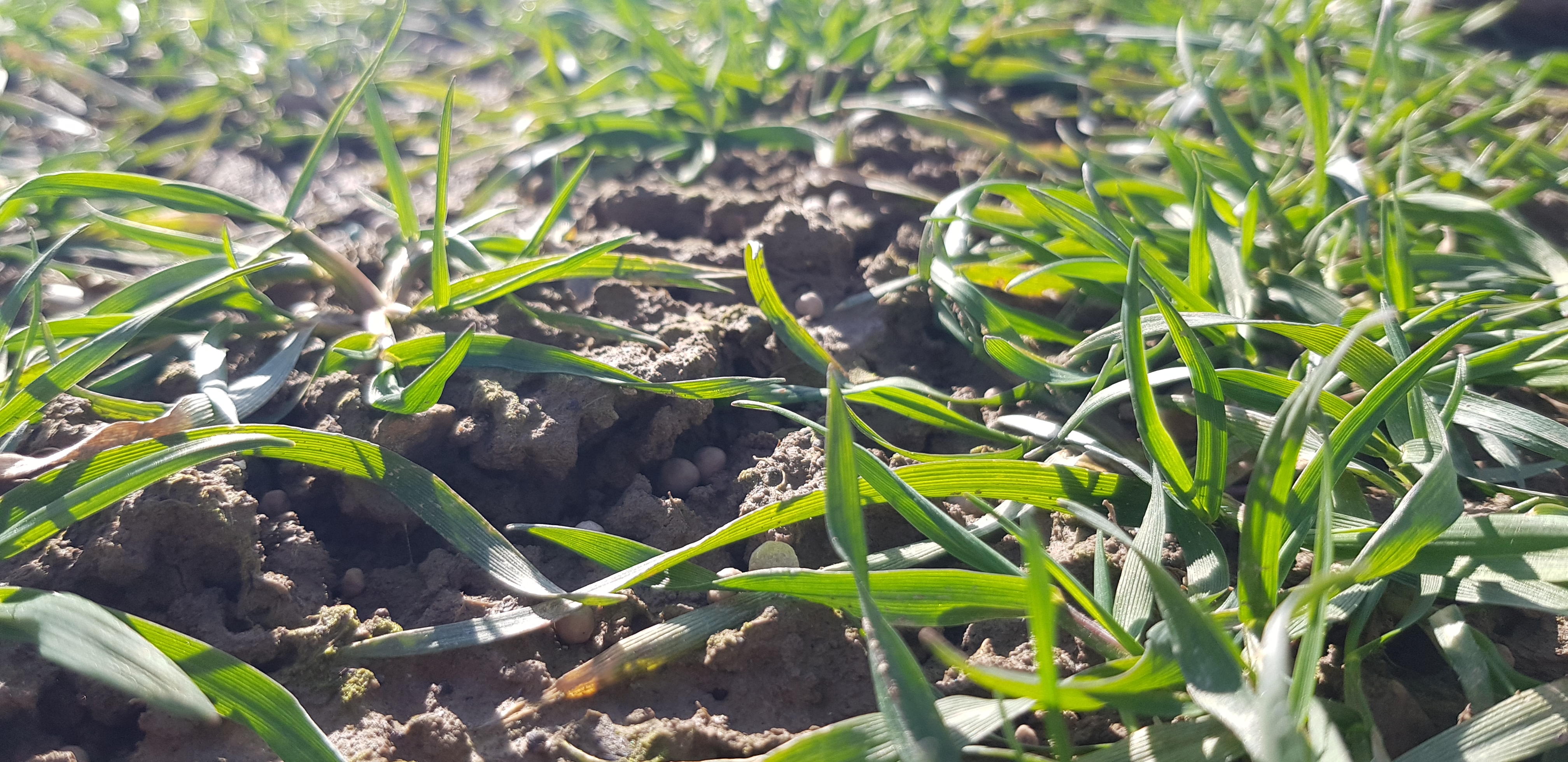First nitrogen fertilization in spring image