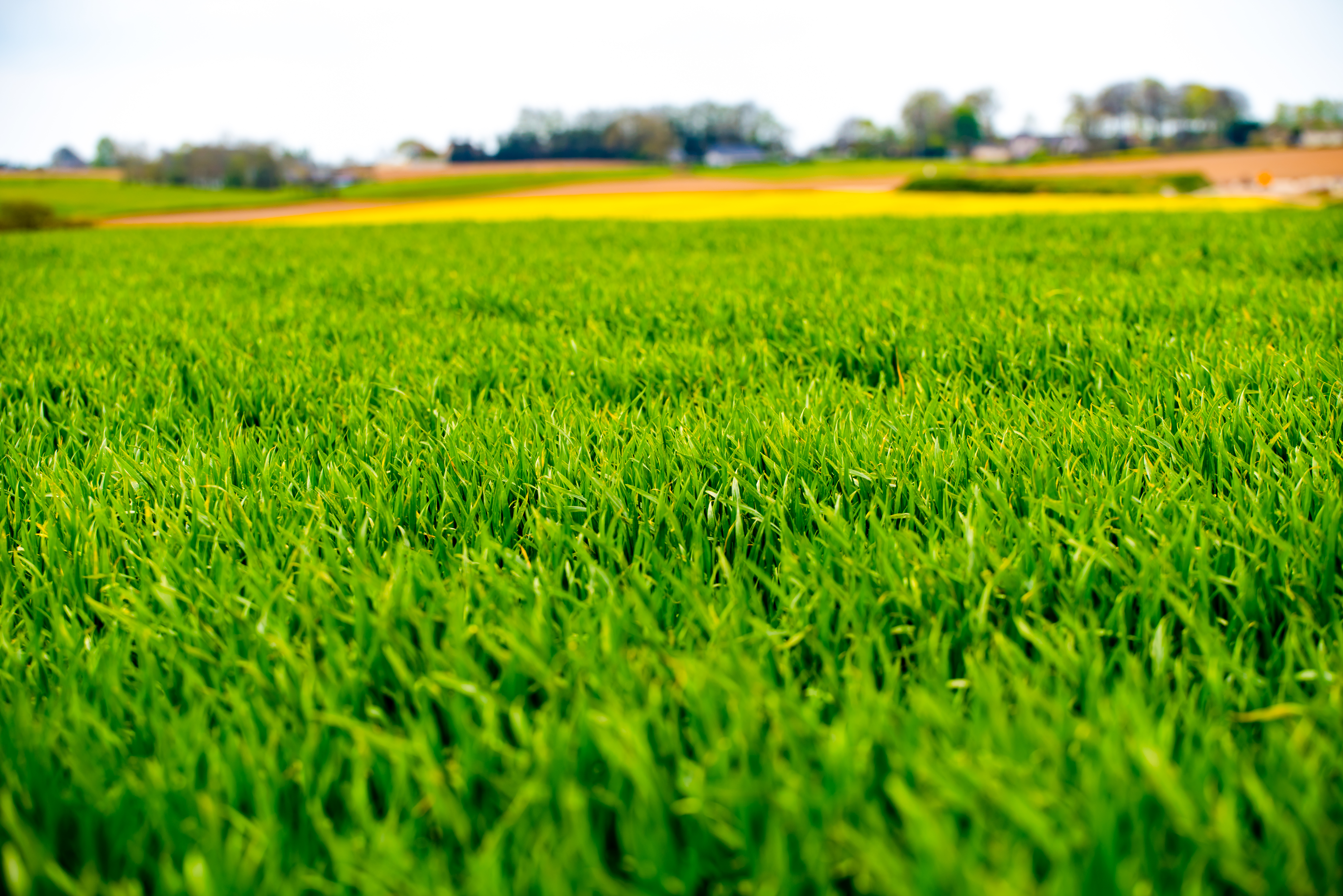 Planificați acum o primăvară productivă: De ce achiziționarea de îngrășăminte cu sulf nu poate aștepta până în primăvară? image