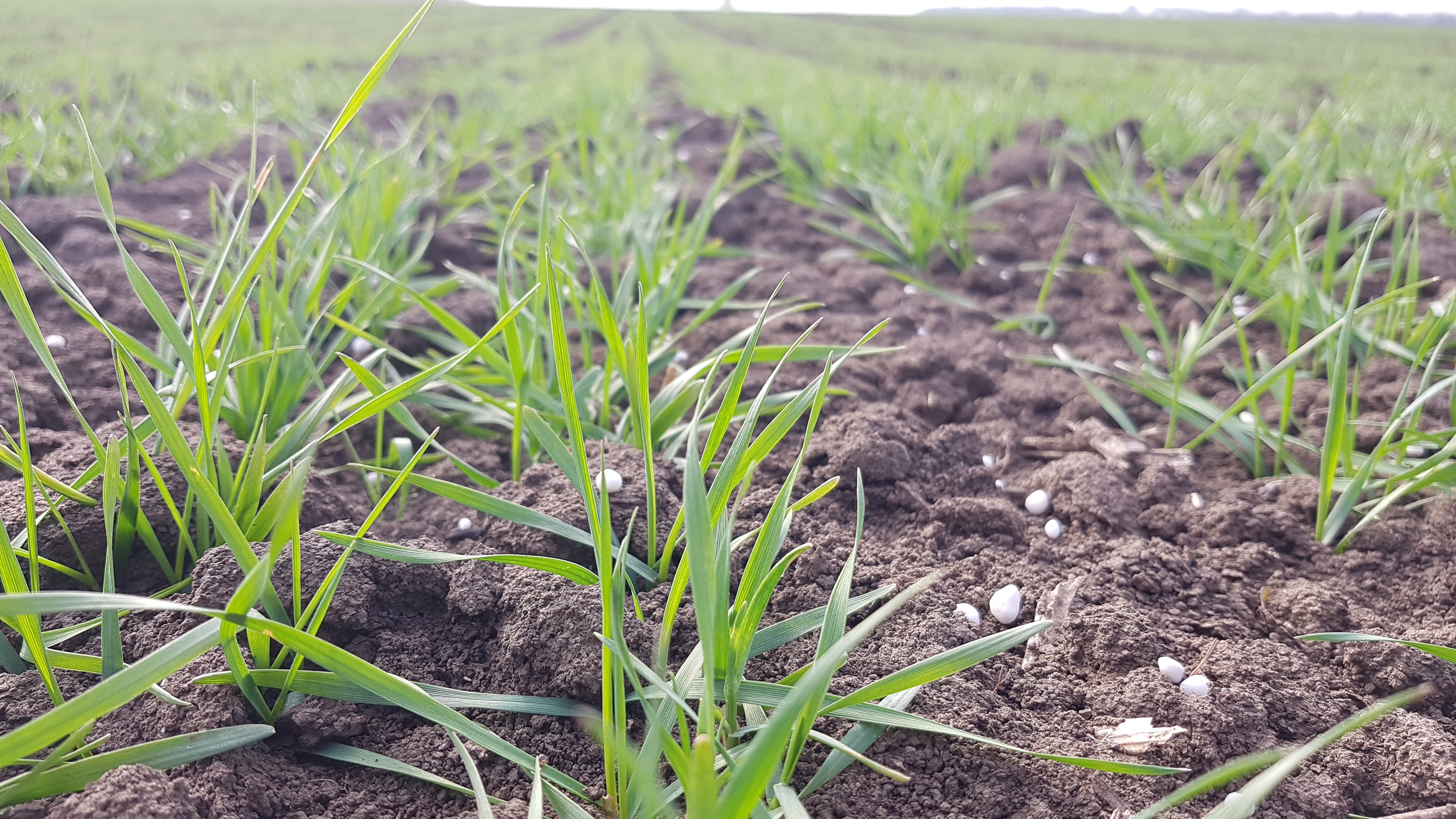 Първо азотно подхранване на пшеницата през пролетта image