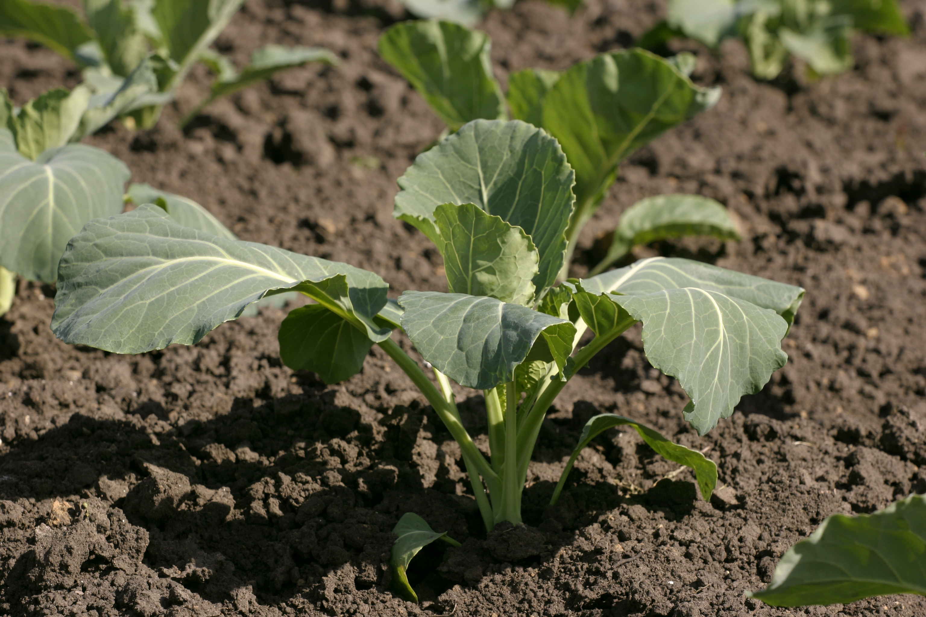 Fertilizarea economică a rapiței din toamnă – investiția care aduce profit fermierului image