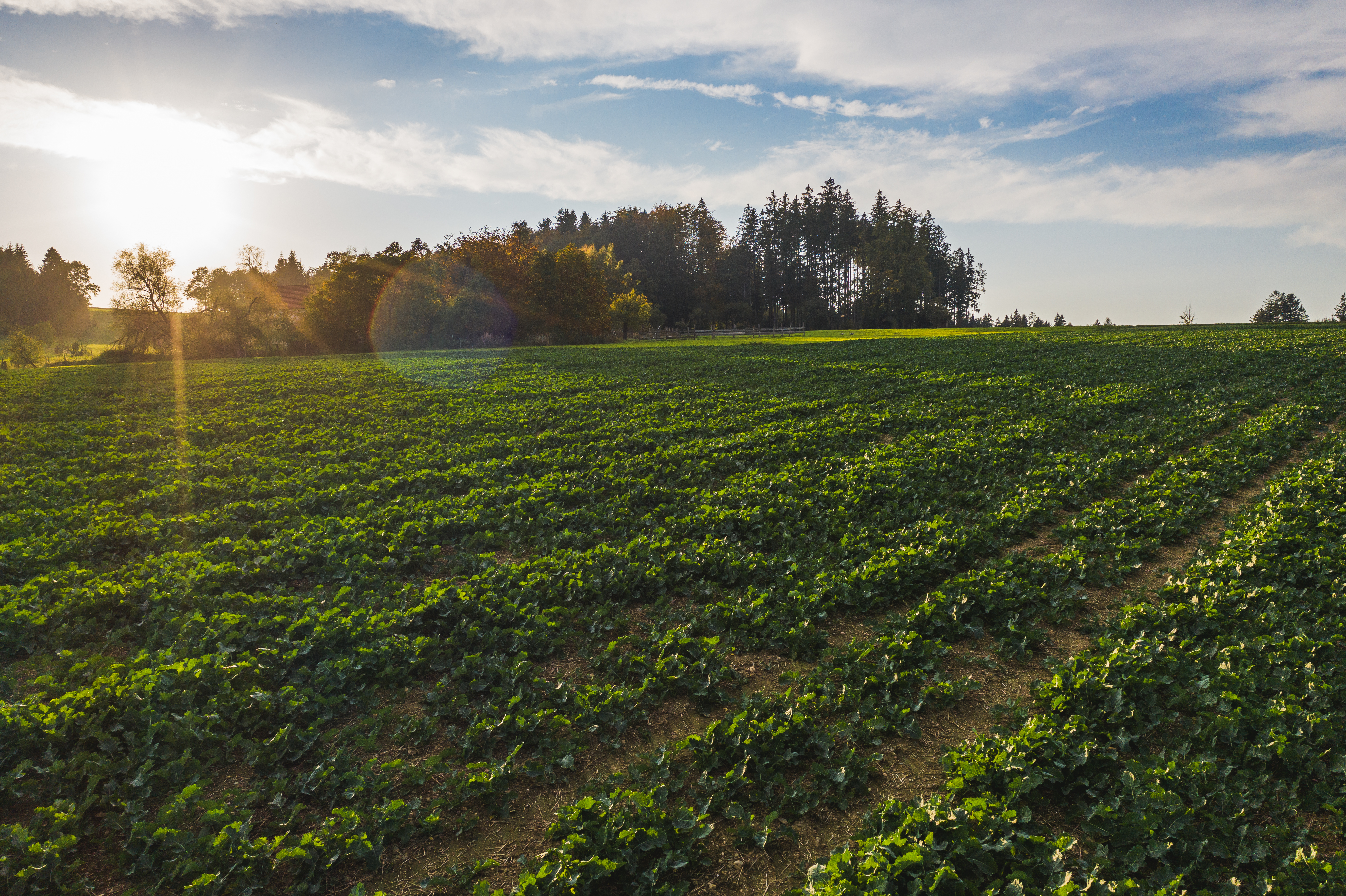 Corn Starter Pro – für eine starke Rapsentwicklung im Herbst image