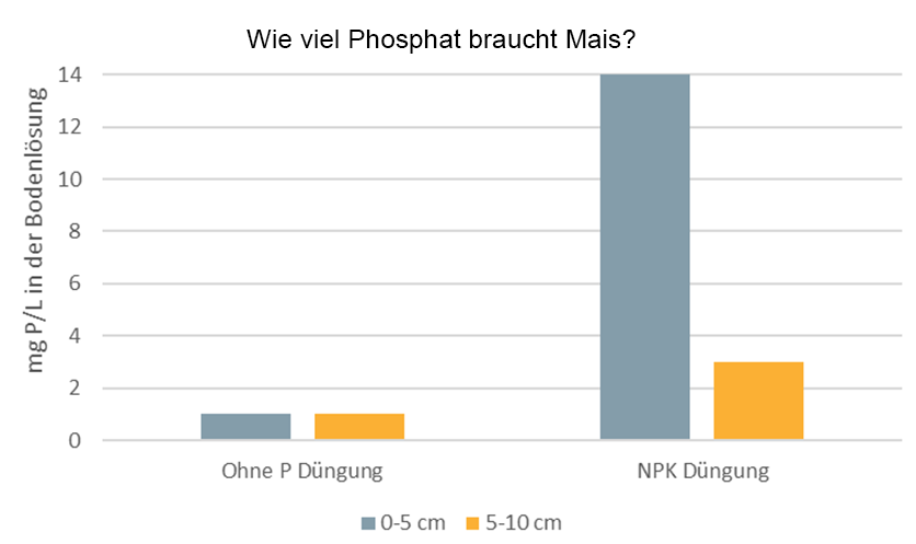 Mais mit ausreichend Grundnhrstoffen versorgen