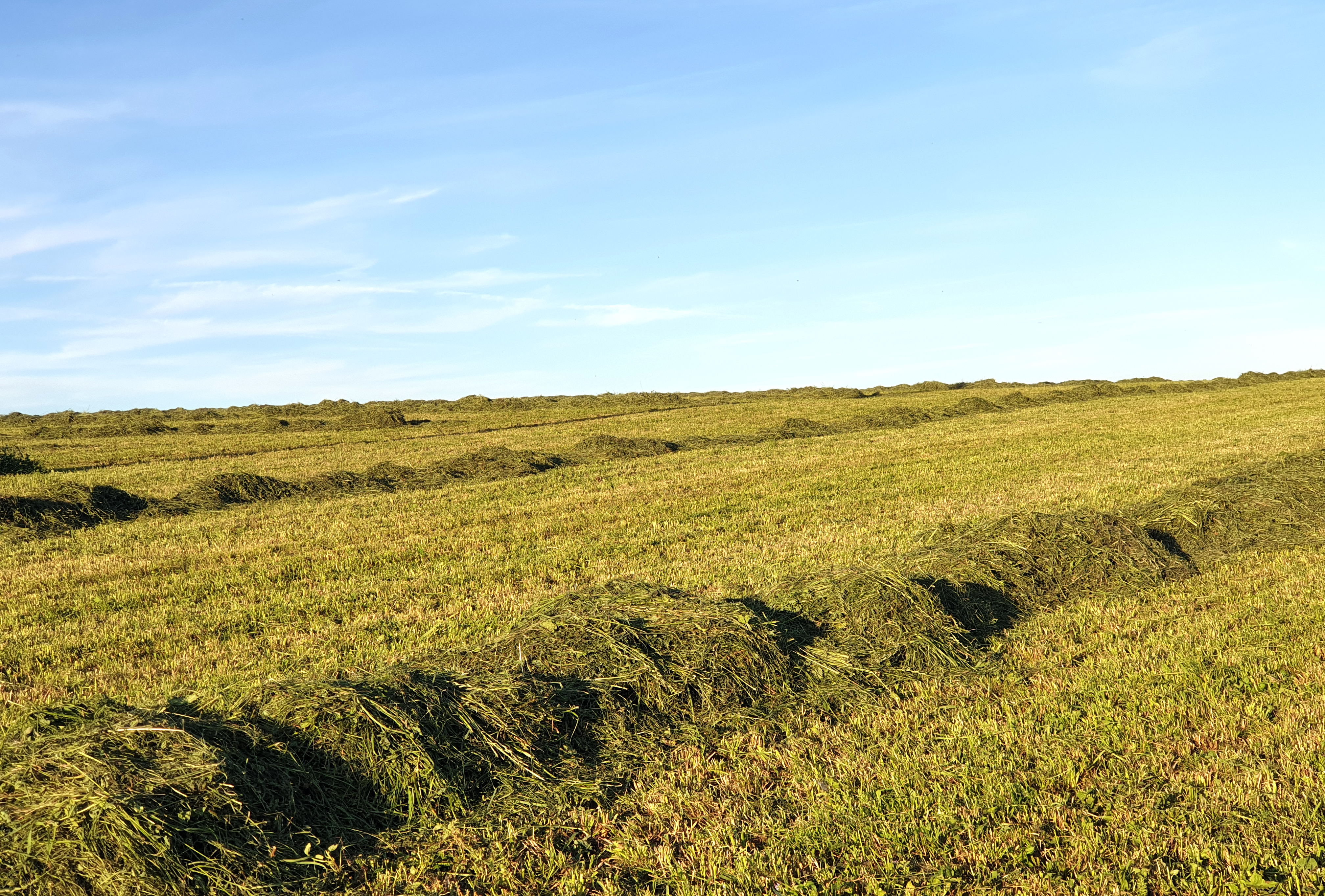 Grassland: Careful Fertilisation to Optimise Cuts image