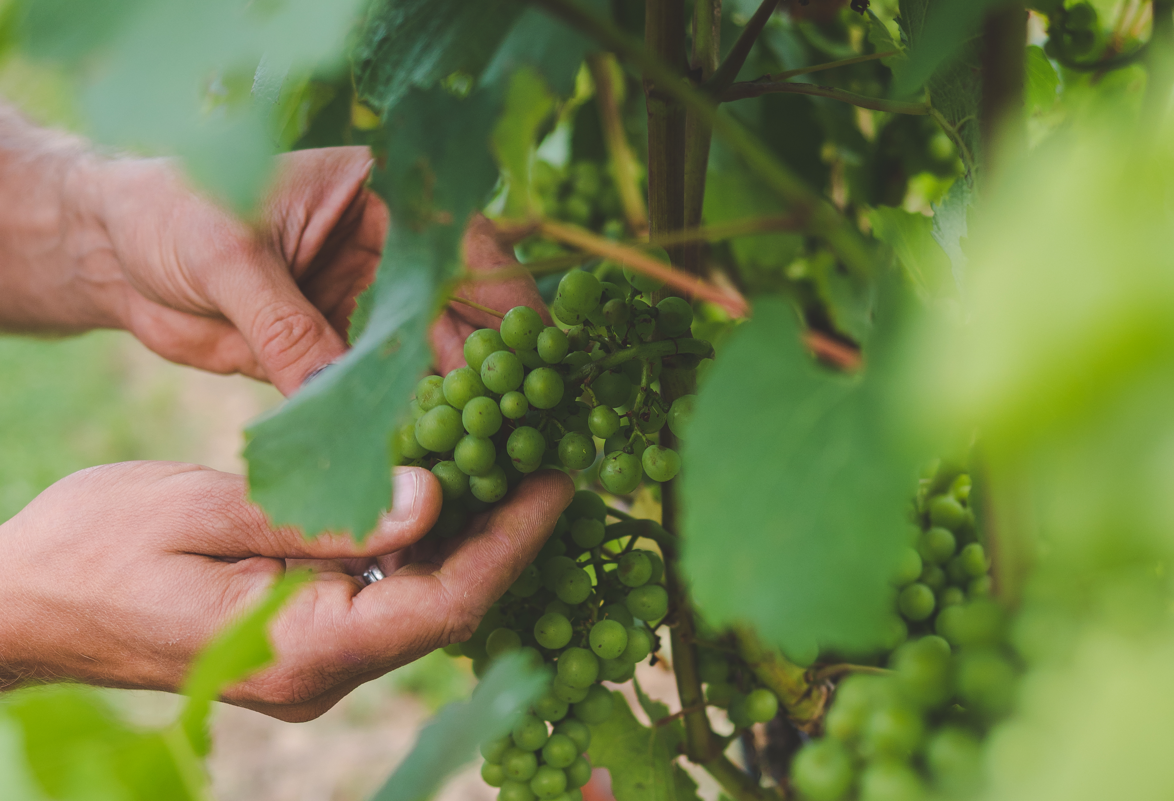 COMPLEX SOP 15/5/18 für Gemüse- und Weinbau image