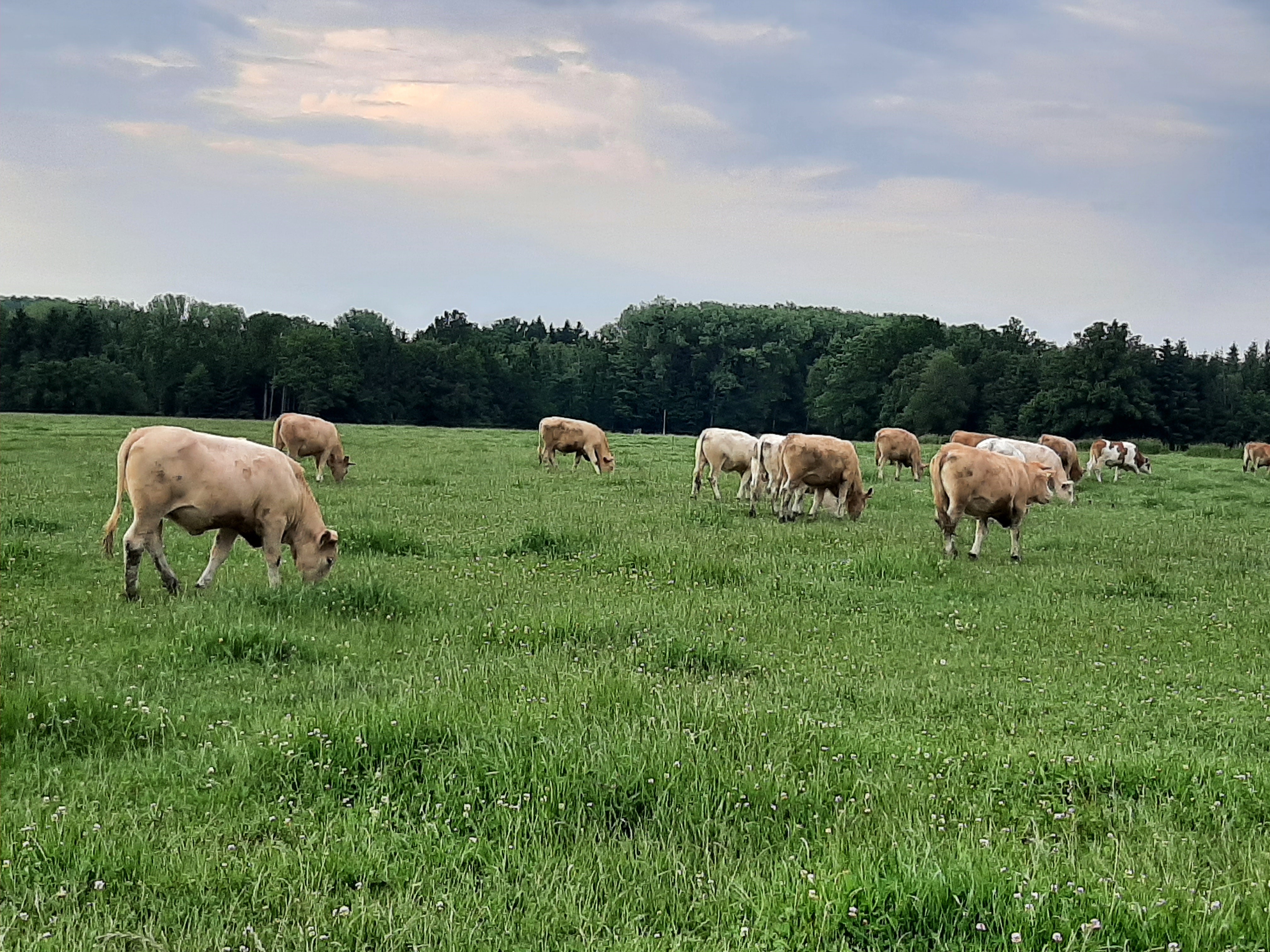 Mehr Ertrag und Qualität vom Grünland ernten image