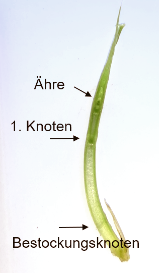 aloe vera for pigmentation Melasma Kit with Sunscreen | Dark Patches Treatment main image 0