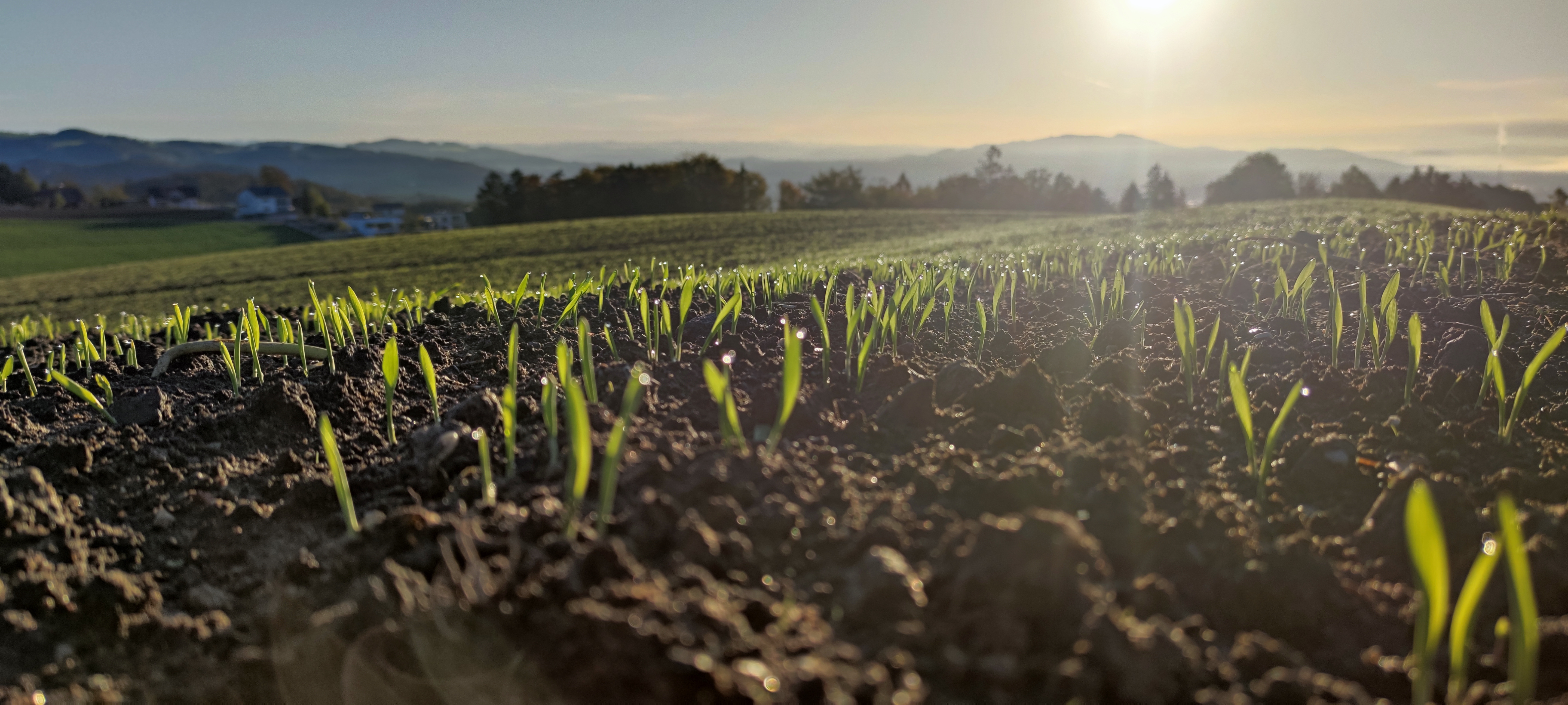 L'azote nitrique pour une agriculture durable image